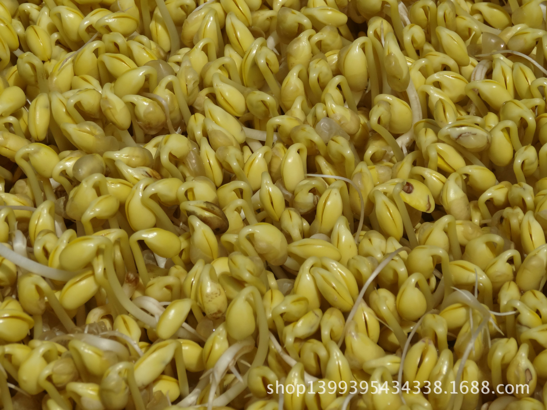 “beat365”阿迦汗建筑奖公布了2016年的候选项目名单